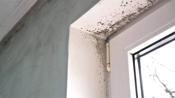 Columbus, MT Mold Removal Company