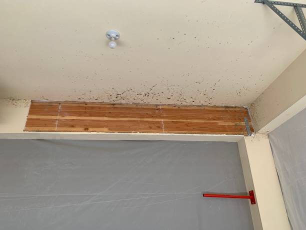 Best Comprehensive Air Testing for Mold Contaminants  in Columbus, MT