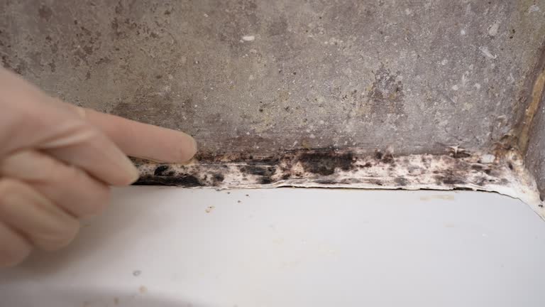 Best Mold Damage Restoration  in Columbus, MT